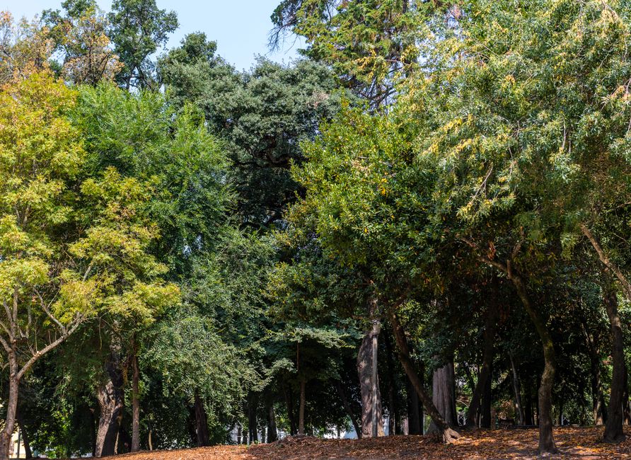 Godoy Cruz Argentina Medita 2025: meditación comunitaria en Mendoza